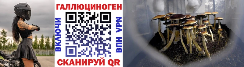 Галлюциногенные грибы Cubensis  Вышний Волочёк 